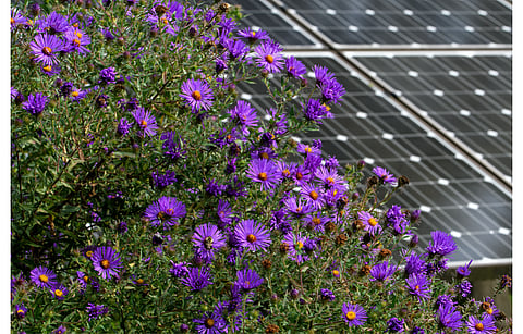 Ørsted announced its maiden solar project in Ireland a year back in September 2022. Now it is entering the UK solar market with One Earth Solar Farm. (Illustrative Photo; Photo Credit: Michael G McKinne/Shutterstock.com)