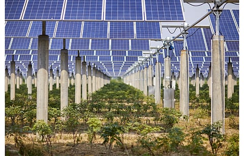 The US solar industry has launched a survey to invite feedback on the experience with agrivoltaics in the country. (Illustrative Photo; Photo Credit: Jenson/Shutterstock.com)