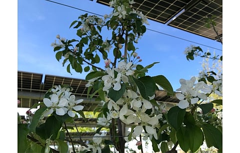 Fraunhofer ISE says the core of the agri-PV system is a tracking system with half of the rows tracked taking plant physiological aspects into account, while the other half is controlled purely according to sun-optimized parameters. (Photo Credit: Fraunhofer ISE)