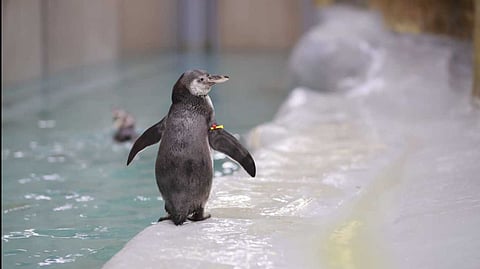 Penguin