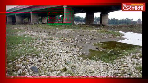 Pune : टेंडरची मुदत संपण्यापूर्वीच जलपर्णी सुकते कशी? कंत्राटदार नेमके करतोय काय?