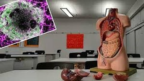 American scientists Achieved to creating an artificial heart, liver is major milestone in medicine