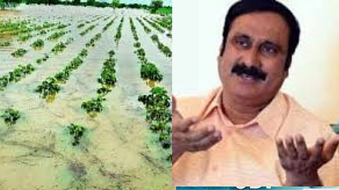 Anbumani demanded thatgovernment calculate the damaged crops in Cauvery irrigation districts, provide compensation