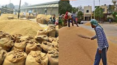 Central teams set to arrive in Tamil Nadu to study the moisture content of paddy
