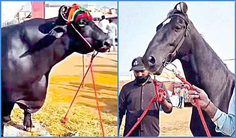Rajasthan Pushkar Mela 2025 Update Anmol Buffalo Worth Rs 23 Crore Horse Animals Participated in Pushkar Fair in Tamil