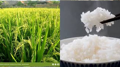 World's Most Expensive Kinmemai Premium Rice Is Grown In Japan, Costs Rs 12,500 per Kg