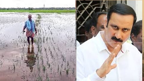 Anbumani demanded immediate compensation for the 2 lakh acres of paddy crops damaged by the rain
