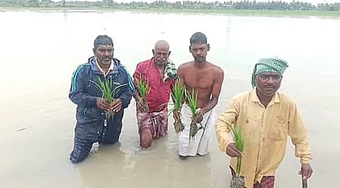 TN Delta District Paddy Crops Damage Issue Farmers allege that crops sank due to government's inattention