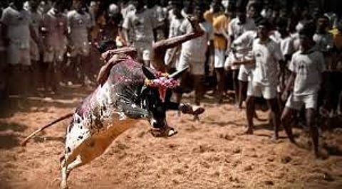 TN Government issued guidelines for safe conduct of Pongal Jallikattu 2026 competitions in Tamil Nadu