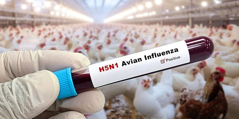 H5N1 Bird Flu Virus Outbreak in Chennai Avian Influenza Virus Symptoms How To Identify here tips in Tamil