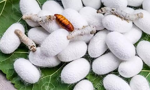 IIT Bombay develops Non-violent silk produced without killing silkworms Jeevodaya Silk technique By Coal India CSR