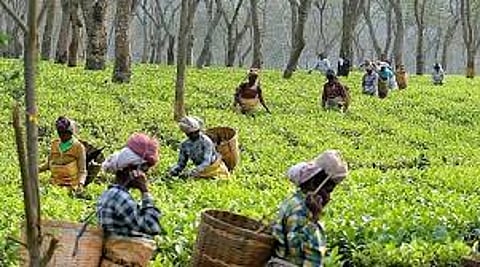 Assembly elections held in Kerala, Tamil Nadu plantation workers banned from entering the state