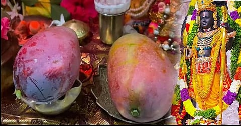farmer has offered Miyazaki mangoes worth ₹1 lakh in worship to Lord Ram of Ayodhya