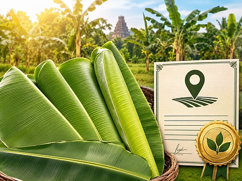 Thanjavur Thiruvaiyaru Banana Leaf GI Tag Expectation