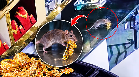 Rat steals jewelry worth ₹10 lakh from a shop: CCTV video goes viral!