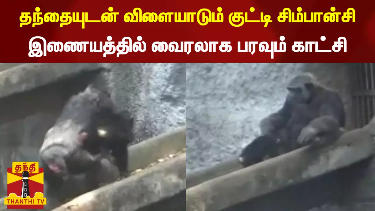 தந்தையுடன் விளையாடும் குட்டி சிம்பான்சி... இணையத்தில் வைரலாக பரவும் காட்சி