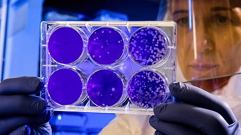 The presence of Cat Que Virus in Culex mosquitoes and pigs has been reported in China and Vietnam.