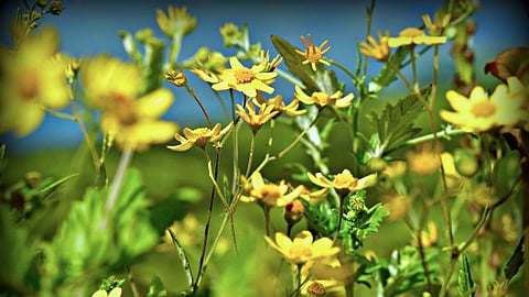 Flowers on Kaas Pathar, Satara