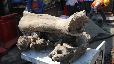 It is believed that those are of elephant-sized-like animals.