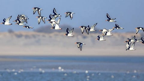 Now Kanpur Zoo resonate with sound of birds at the press of a button