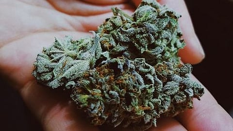 Malana Cream is ranked as the purest form of Hashish