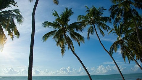 Coconut trees in several hectares have been pretentious by rugose spiraling whitefly infection in Konkan region