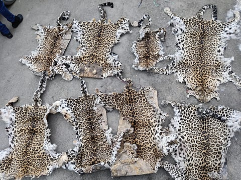 Total of 13 leopard skins were seized in the operation