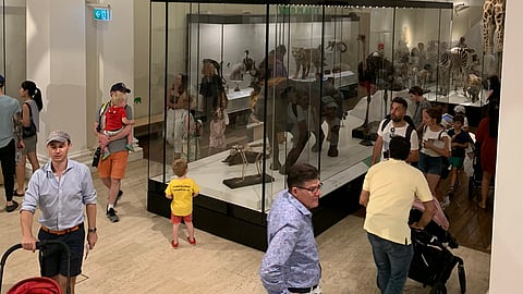 The Australian Museum shared with picture on their Twitter account back when they reopened in November.