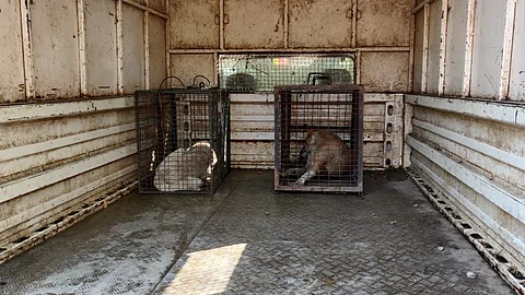 Pune: Four deer killed in an attack by stray dogs at Rajiv Gandhi Zoological Park