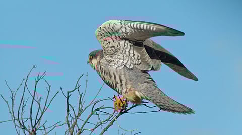 Amur Falcon is a migratory bird which originally breeds in south-eastern Siberia and Northern China before migrating in large flocks across India