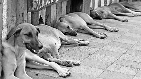 19 dogs have been poisoned to death in three days in Pune