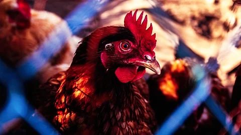 Bird Flu outbreak: Maharashtra reports 1445 deaths; Latur, Pune samples test positive