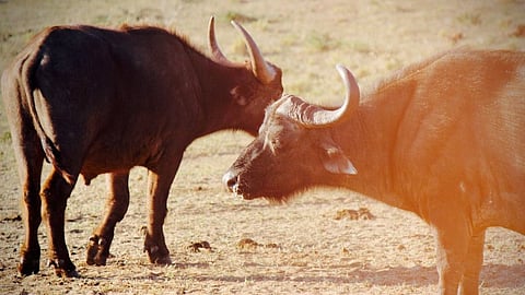 Representational image