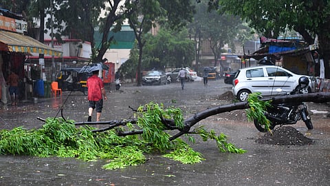 A man walks past a fallen tree on a street following heavy rains from Cyclone Tauktae in Mumbai