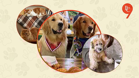 10 Pet-Friendly Cafes in the Oxford of the East