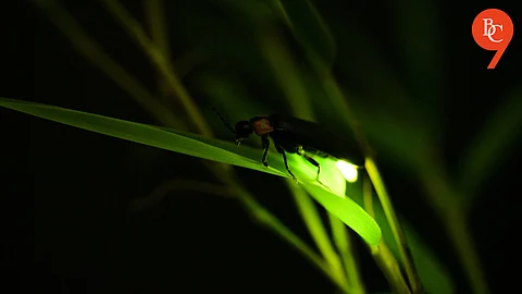 Nature’s ‘Glow’ry: Discovering The Firefly Festivals of Maharashtra