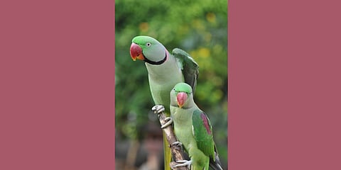 Alexandrine Parakeet