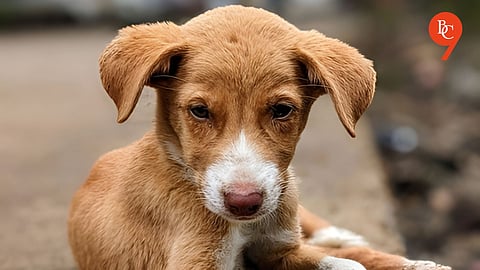 A Tail of Compassion: Here's Where To Find Help For Furry Friends in Pune