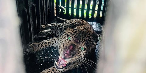 Leopard Rescued in Nirgurdsar After Eight Days of Eluding Capture