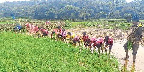 Zilla Parishad Primary School Students from Nigadale (Tal. Ambegaon) engaged in farming activities