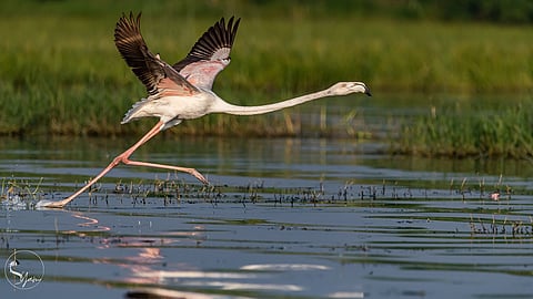 Greater Flamingo spotted at Bhigwan, Maharashtra in December 2022