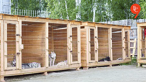 Planning a Vacation? Here Are 5 Pet Hostels in Pune That Will pamper Your Dogs Like Their Own