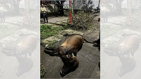 Bull Electrocuted to Death in Baner: Residents Demand Immediate Action