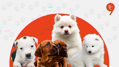 Looking to Adopt a Furry Baby? Here Are The Best Pet Adoption Platforms in Pune