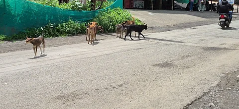 Stray Dog Attacks: Increasing incidents on Sinhagad Road Spark Safety Concerns