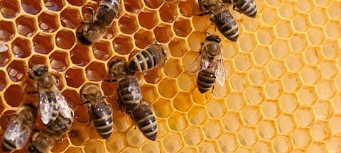 Beekeeping Boosts Profits for Engineer-Turned-Farmer in Junnar