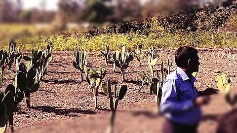 Spineless Cactus Innovation at BAIF Development Research Foundation