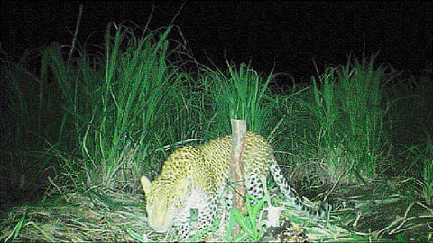 Leopard Sighting near Pune