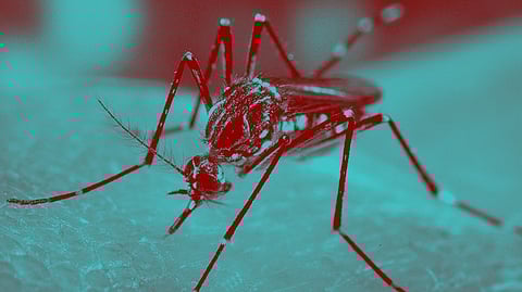 Zika Cases in Pune (Image for representational use)
