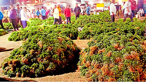 Junnar Coriander Farmers